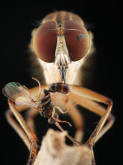 This close-up captures a robber fly in the act of feeding. Its large, multifaceted eyes dominate...