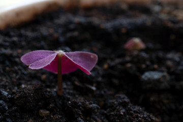 Oxalis in a flower pot