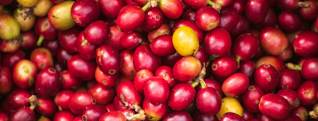 Banner coffee bean berry plant fresh seed. panoramic Ripe Red coffee tree growth green eco organic farm. Banner red ripe seed robusta arabica berries harvest coffee garden. Coffee bean tree copy space