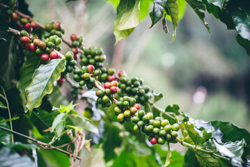 Ripe Red coffee bean berry plant fresh seed coffee tree growth in green eco organic farm. Close up red ripe seed robusta arabica berries harvest for  coffee garden. Fresh coffee bean green leaf bush
