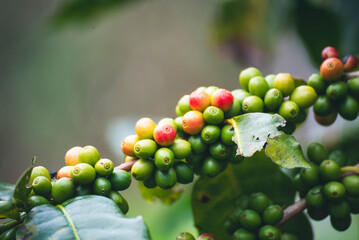 Ripe Red coffee bean berry plant fresh seed coffee tree growth in green eco organic farm. Close up red ripe seed robusta arabica berries harvest for  coffee garden. Fresh coffee bean green leaf bush