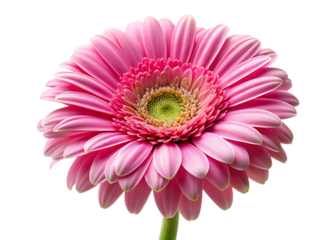 pink gerber daisy isolated on white whiter background.