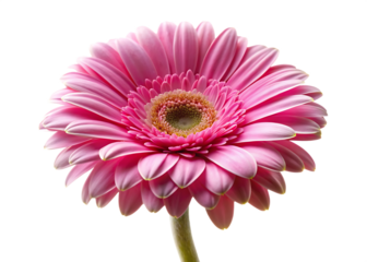 pink gerber daisy isolated on white whiter background.