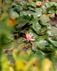 Beautiful pink water lilies blooming in pond 