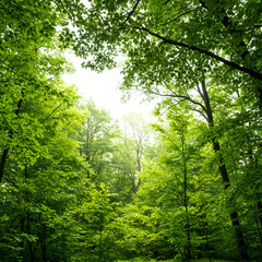 Obraz premium Dense Green Forest with Bright Sky Canopy