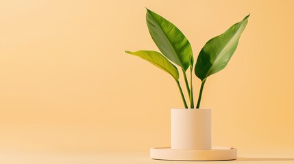 A tall plant in a white vase sits on a round tray against a yellow background.