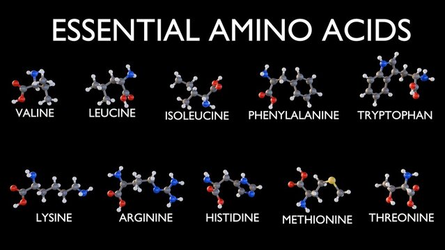 A 3d rendering of displays the molecular structures of the ten essential amino acids, the title "ESSENTIAL AMINO ACIDS". The structural diversity of essential amino acids.