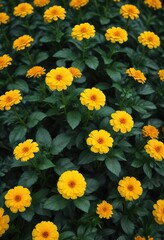 Obraz premium Yellow marigold blooms with dark green leaves, watercolor, leaves