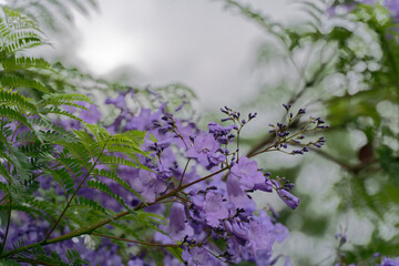 Jacaranda flowers on a branch