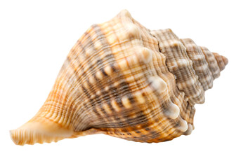  ocean shell isolated on white background PNG 
