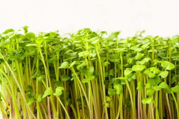 Close up of fresh green broccoli microgreen plant with many bright sprout. Healthy eating and growing sprouted seed concept agriculture.