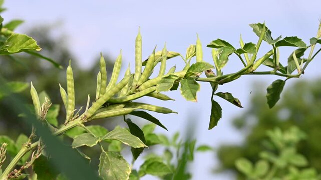 Cluster beans or gawar phali(guar) plant in field, cyamopsis tetragonoloba