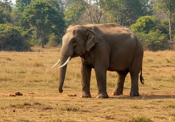 Obraz premium Photo of a Large Muddy Elephant in a Dry Grassy Field