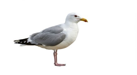 Obraz premium Photo Of A Seagull With White And Grey Feathers Standing