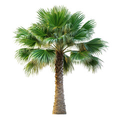 Washingtonia Palm isolated on transparent background