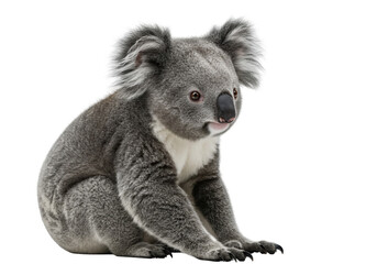 Fototapeta premium Cute koala isolated, Australia's icon. Calm koala, peaceful animal. Great koala. 
