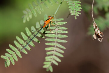 Libellule posée sur une feuille