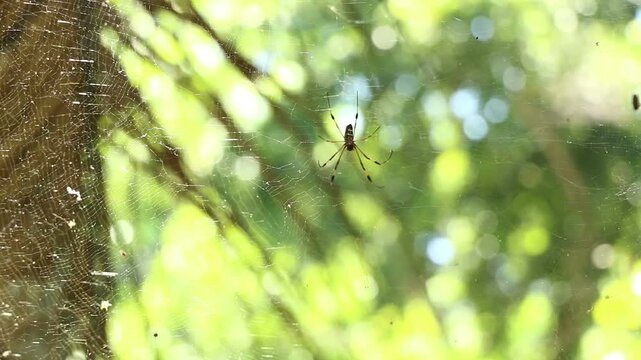A golden silk orb-weaver nephila, also known as a Banana Spider, hangs in a web in a tree in Jamaican jungle. Caribbean arachnid in the sun and trees.