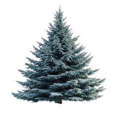 White Spruce isolated on transparent background
