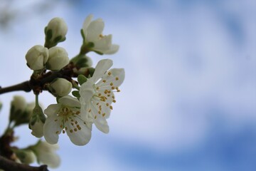 apple tree flowers, apple tree blossom