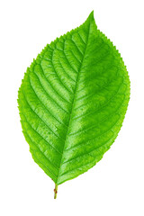 Vibrant green leaf showing water droplets on white background