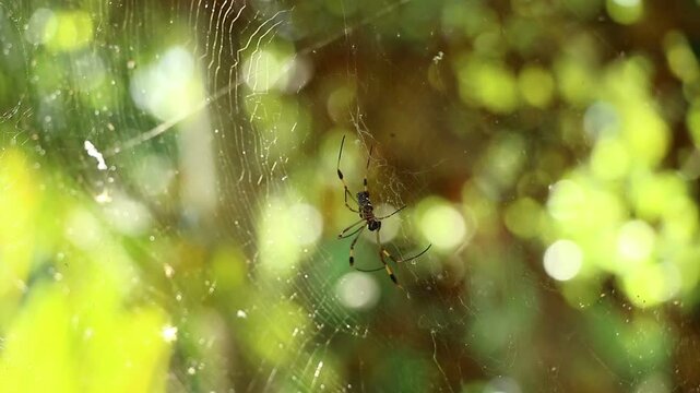 A golden silk orb-weaver nephila, also known as a Banana Spider, hangs in a web in a tree in Jamaican jungle. Caribbean arachnid in the sun and trees.