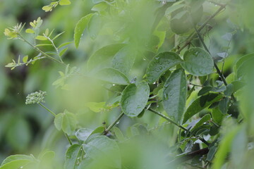 Fototapeta premium dew on the grass