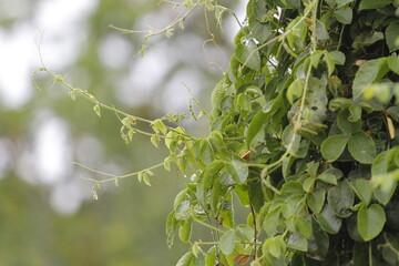 green leaves on a tree