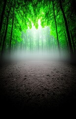 Obraz premium morning in the woods