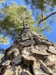 Pine trunk rising towards vibrant sky