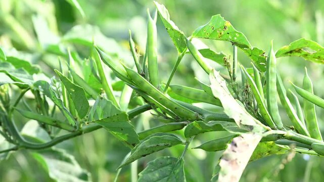 Cluster beans or gawar phali(guar) plant in field, cyamopsis tetragonoloba