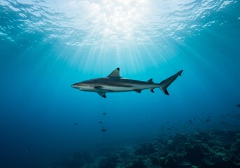 Photo of Shark Swimming in Sunlit Ocean