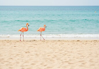 Obraz premium Photo of Two Pink Flamingos on a Tropical Beach