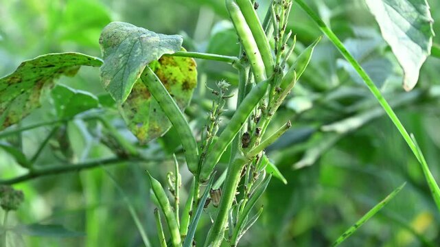 Cluster beans or gawar phali(guar) plant in field, cyamopsis tetragonoloba
