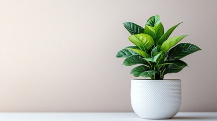 Fototapeta premium A single houseplant sits in a white ceramic pot against a plain white background.