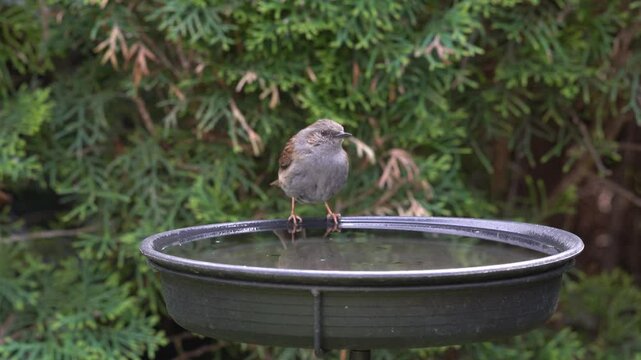 dunnock at the birdbath in the garden