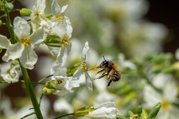 Abeille sauvage en vol, se posant sur une fleur