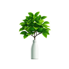 Small tree with green leaves in white bottle isolated on transparent background