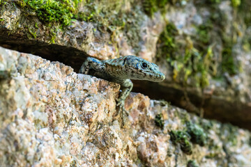 Lézard de Bedriaga (Archaeolacerta bedriagae) sur falaise rocheuse, espèce méditerranéenne