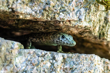 Lézard de Bedriaga (Archaeolacerta bedriagae) sur falaise rocheuse, espèce méditerranéenne