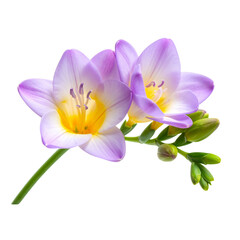 Naklejka premium Colorful Freesia Bloom with Buds and Stem, Transparent Background