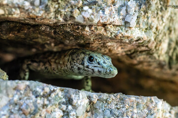Lézard de Bedriaga (Archaeolacerta bedriagae) sur falaise rocheuse, espèce méditerranéenne