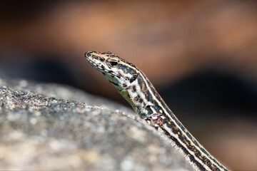 Lézard tyrrhénien (Podarcis tiliguerta) sur pierre au soleil en Corse