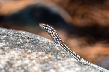 Lézard tyrrhénien (Podarcis tiliguerta) sur pierre au soleil en Corse