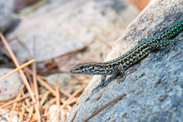 Lézard tyrrhénien (Podarcis tiliguerta) sur pierre au soleil en Corse