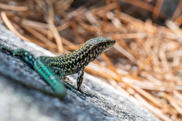 Lézard tyrrhénien (Podarcis tiliguerta) sur pierre au soleil en Corse