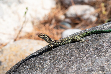 Lézard tyrrhénien (Podarcis tiliguerta) sur pierre au soleil en Corse