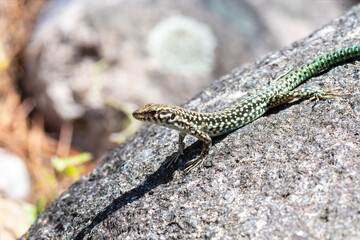 Lézard tyrrhénien (Podarcis tiliguerta) sur pierre au soleil en Corse