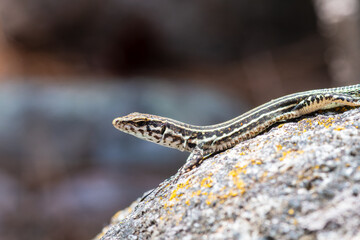 Lézard tyrrhénien (Podarcis tiliguerta) sur pierre au soleil en Corse