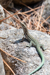 Lézard tyrrhénien (Podarcis tiliguerta) sur pierre au soleil en Corse